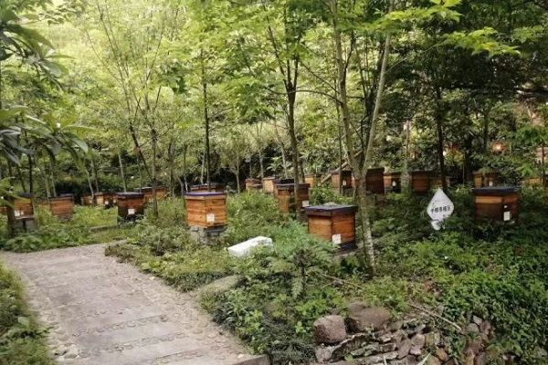 Kaihua explores new way to develop beekeeping industry