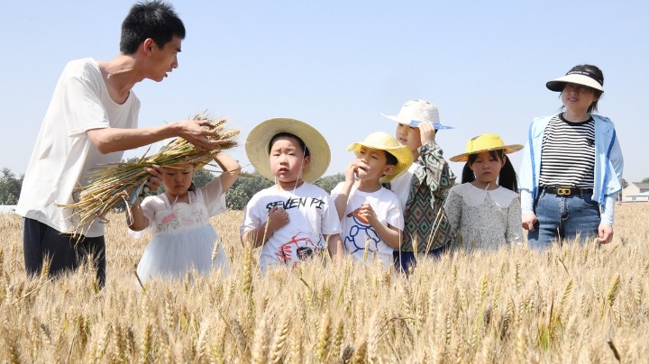 Straw finds new usefulness in Hebei