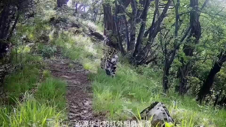 Rare leopards spotted in Shanxi