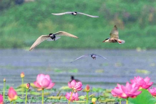 Blooming lotus flowers and frolicking birds in Wuhan