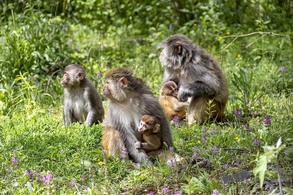 Playful Tibetan Macaques revel in Aba, Sichuan