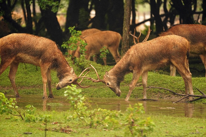 Rut season rumble: Milu deer's thrilling showdown in Yancheng, Jiangsu