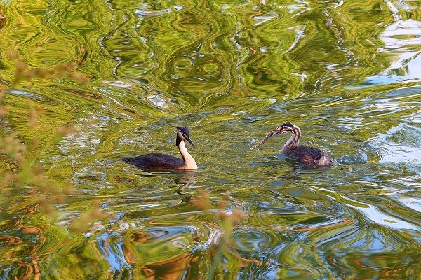Rare birds spotted foraging in Yuanmingyuan Park