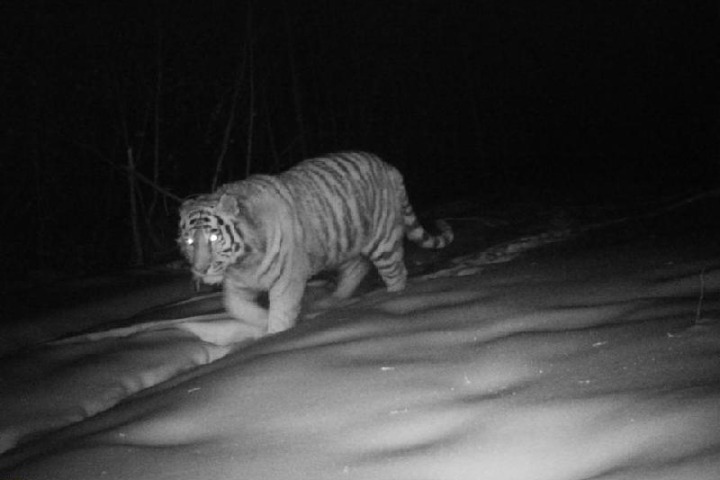 Siberian tigers roam free in Heilongjiang's Daxing'anling Mountains