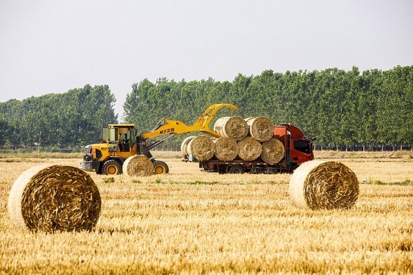 Jiangsu town transforms wheat straw into renewable resources