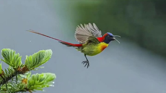 Fire-tailed sunbirds spotted in Yunnan