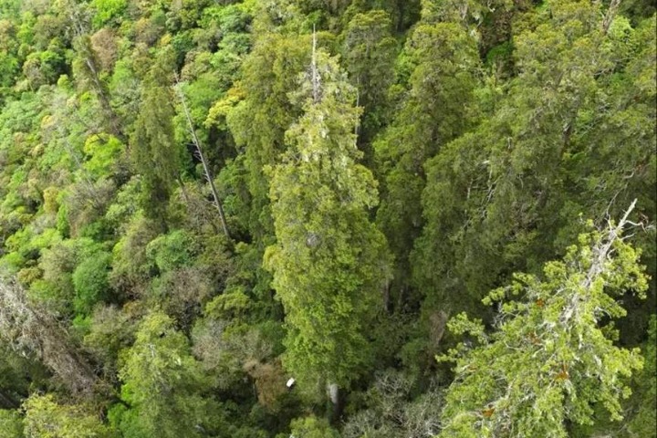 Tallest tree of Asia found in Tibet
