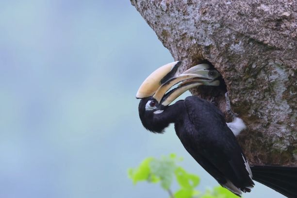 Hornbill valley welcomes two baby chicks