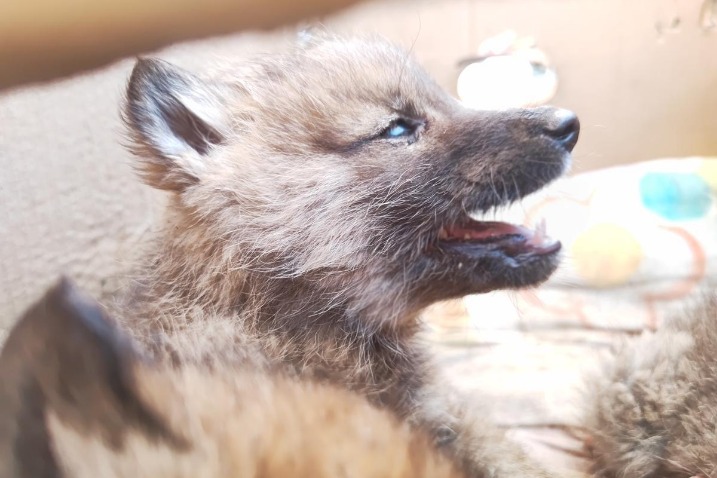 Wolf cubs rescued after their mother vanishes