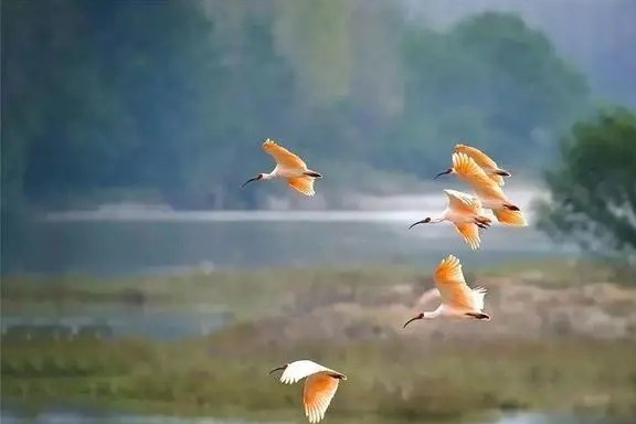 China Focus: Crested ibis rescued, revived from verge of extinction