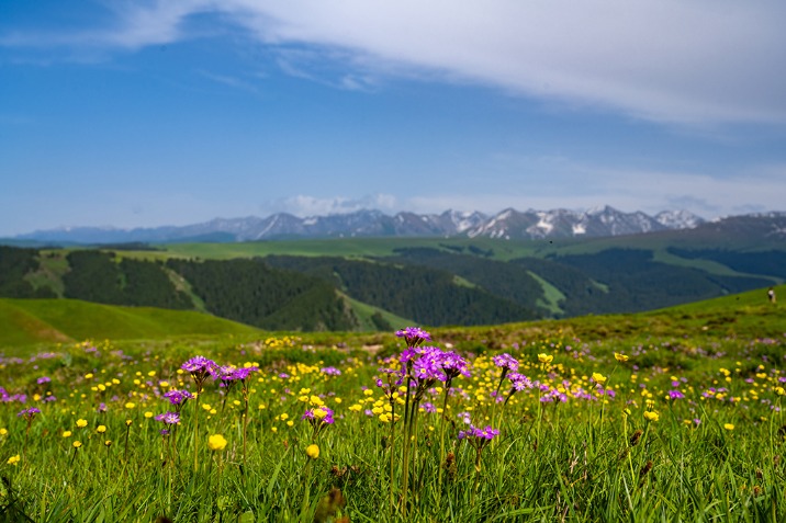 Xinjiang Kalajun Grassland looks picturesque in summer