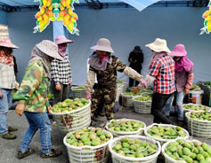 China's largest mango production base sees harvest