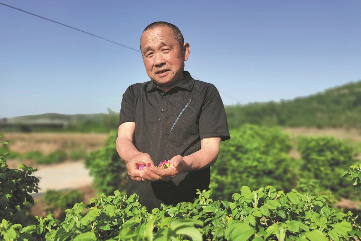 Pingyin's rose industry blooms on favorable policies