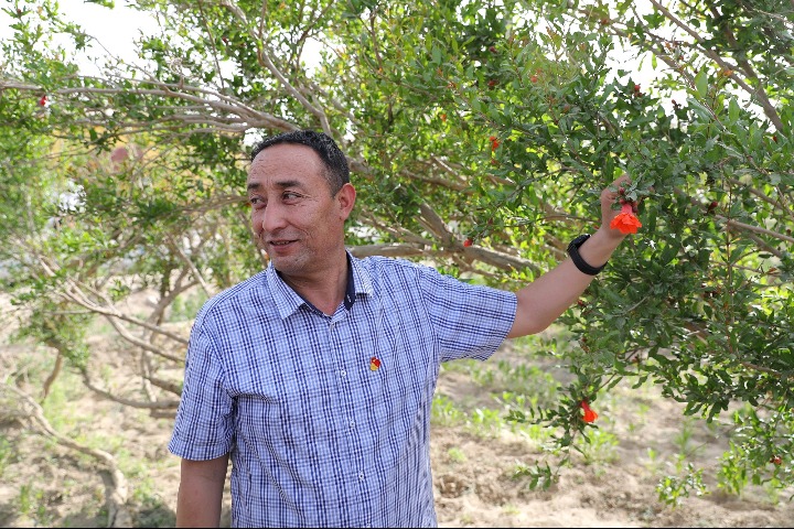 Program brings greenhouses and jobs to Xinjiang