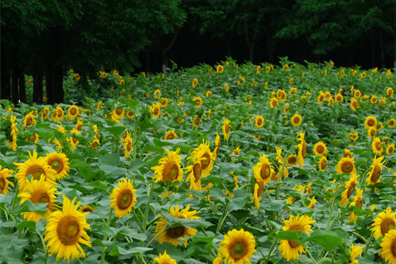 Sunflowers burst forth in Ningbo