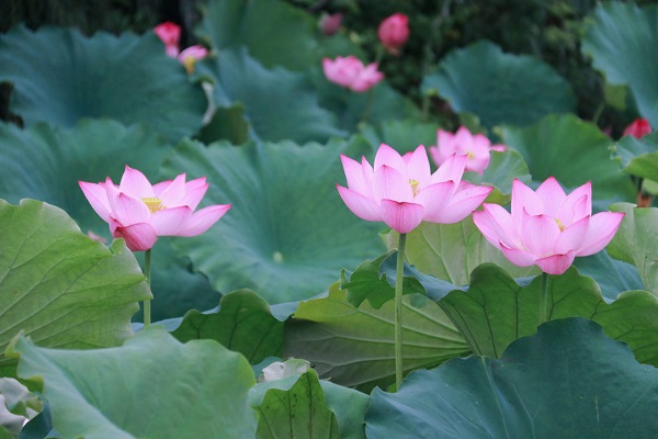 Lotus flowers in full bloom in Quzhou