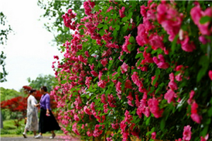 Chinese roses bloom in Pudong