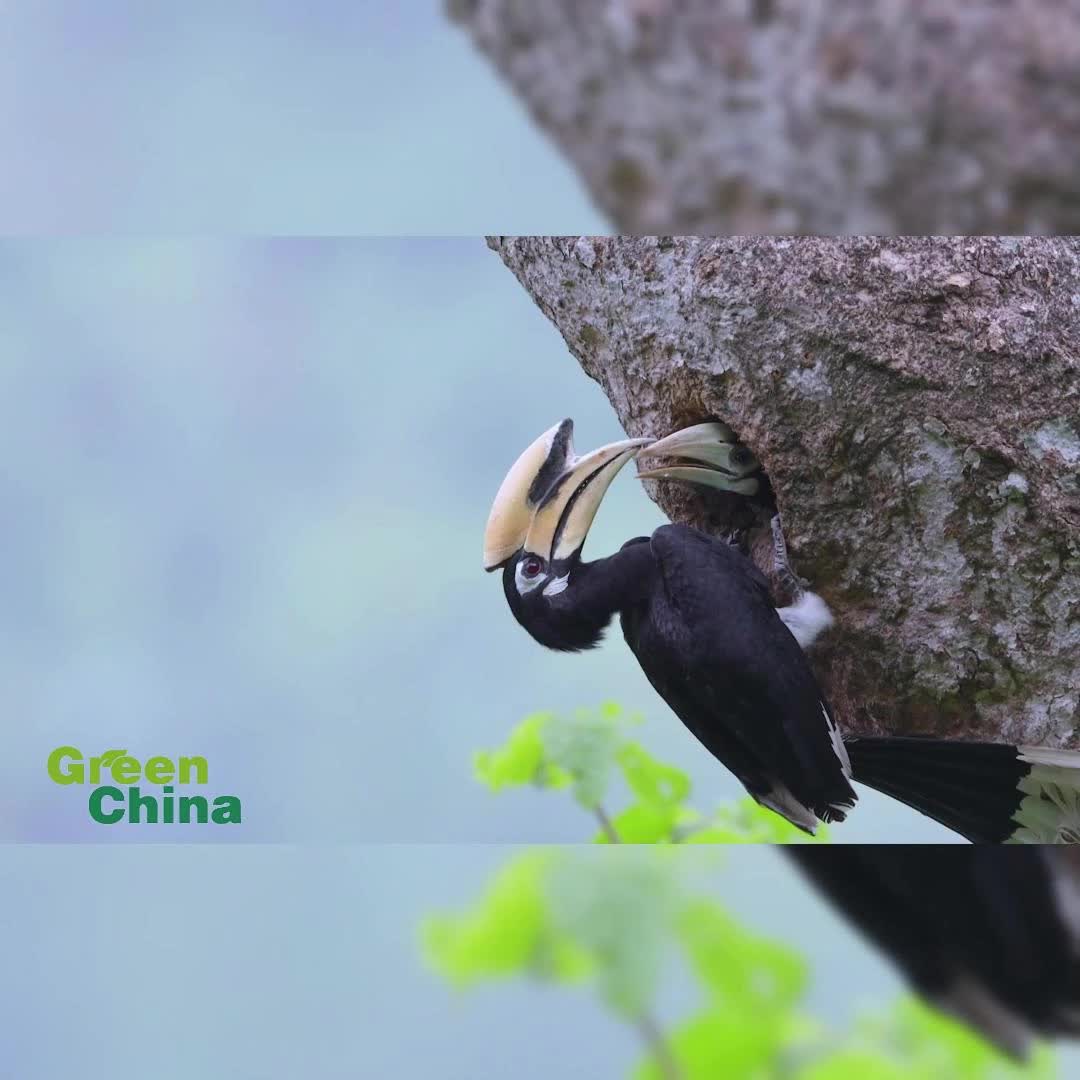 Female hornbill and 2 chicks soar from nest in Yunnan
