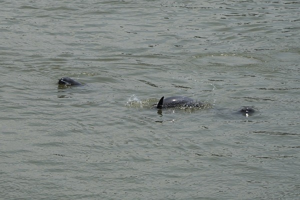 Finless porpoises frolic in the waters of Hubei's Yangtze River