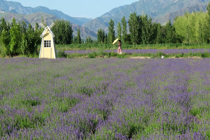 Huocheng: A lavender paradise in Xinjiang
