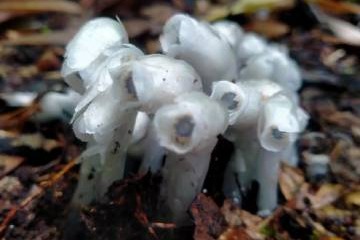 ‘Ghost flower’ discovered in Yunnnan