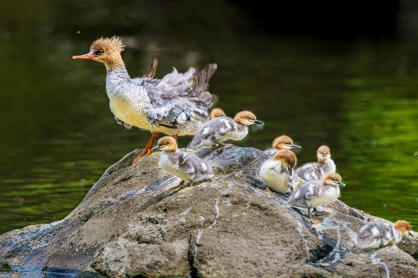Family of endangered ducks spotted in Jilin