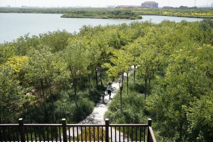 Green barrier in Tianjin lures visitors