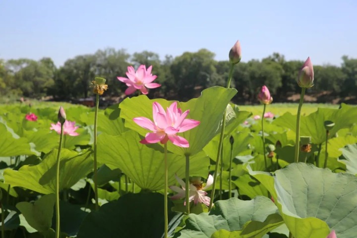 Lotus festival kicks off at Beijing’s Yuanmingyuan Park