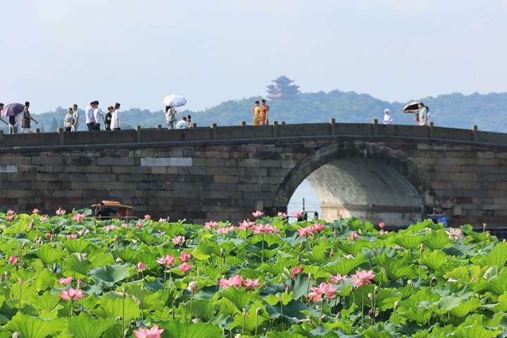 West Lake adorned with blooming lotus flowers
