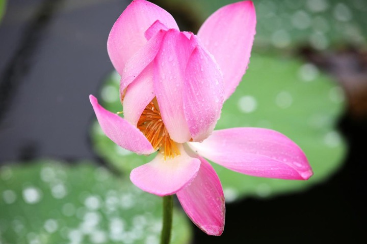 Lotus flowers sparkle in Hebei