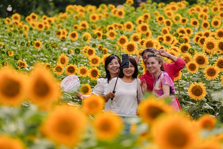 Experience the beauty of blooming sunflowers in Beijing Olympic Forest Park
