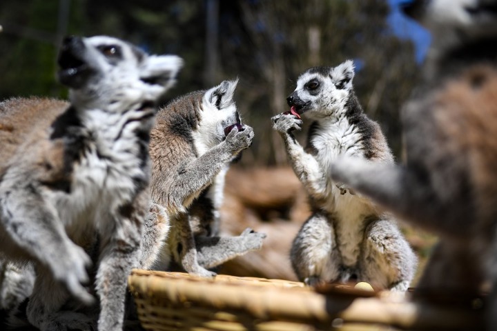 China adds 700 species to terrestrial wildlife protection list