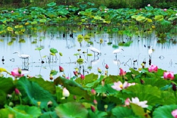 Appreciate lotuses on Weishan Lake