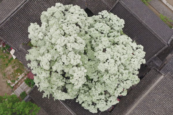 Chionanthus tree is in full bloom at the Family Mansion of Mencius