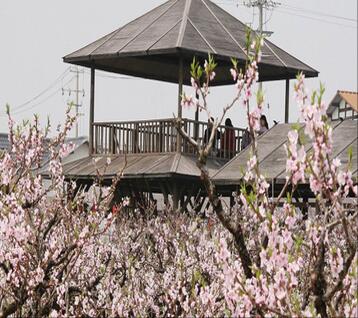 Datuan Peach Orchard