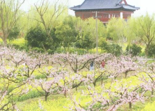Nanhui Peach Blossom Village