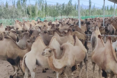 Camel commerce a priority in one Xinjiang county