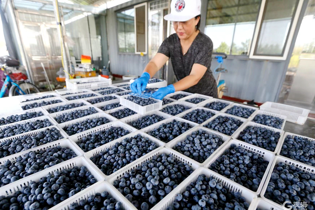Jimo embraces blueberry harvest season