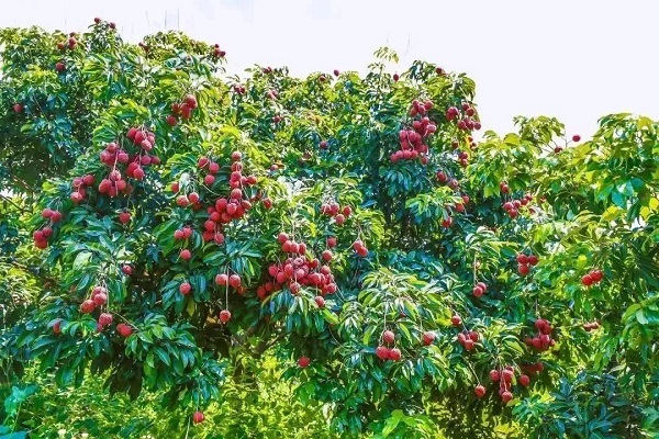 Huangpu's Xinlong Diding lychees hit market