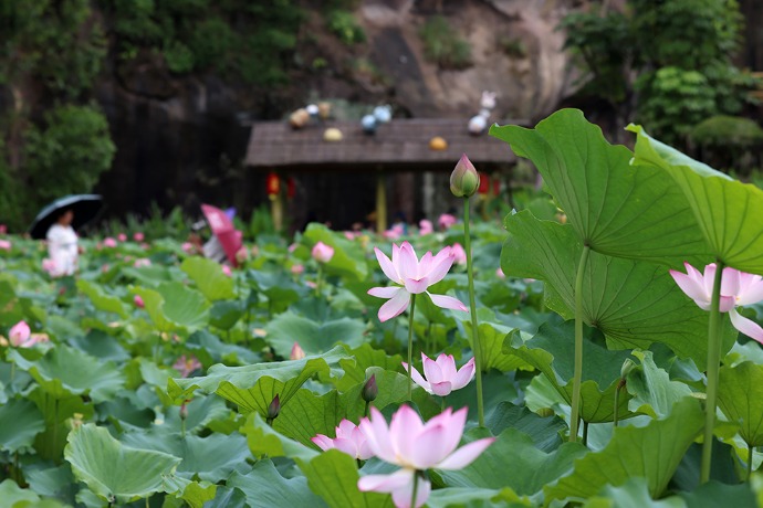 Lotus flowers and water lilies in full bloom in Guangzhou