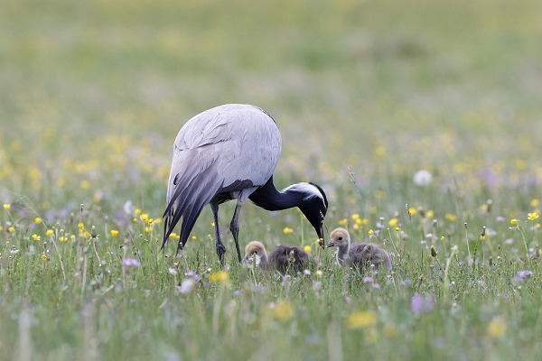 Demoiselle crane family spotted in Inner Mongolia