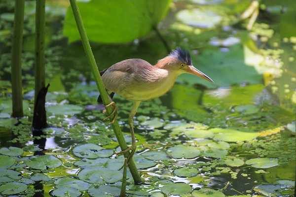 Yellow bittern spotted in Yunnan