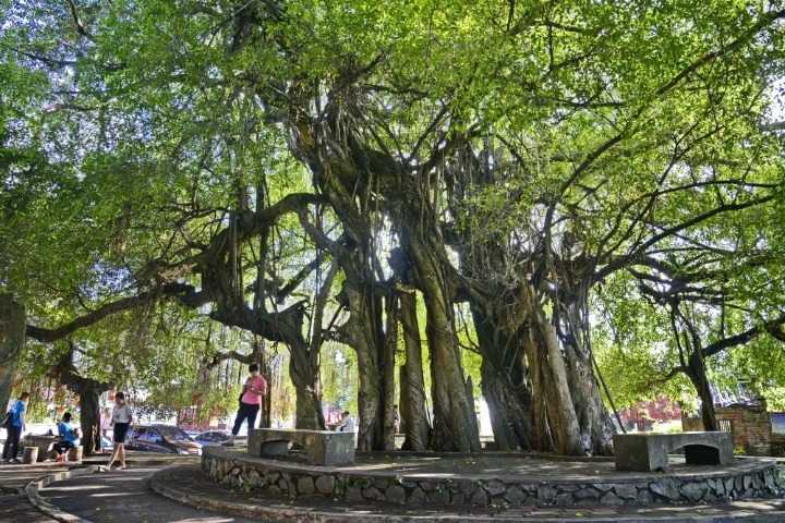 Zhanjiang is home to famous ancient trees