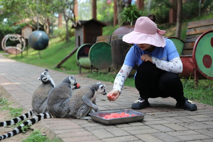Chongqing zoo keeps animals cool