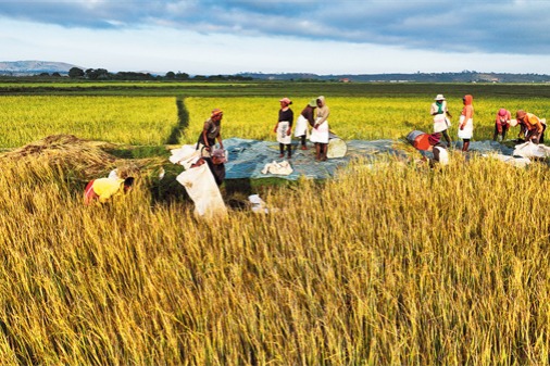 Madagascar turns to hybrid rice