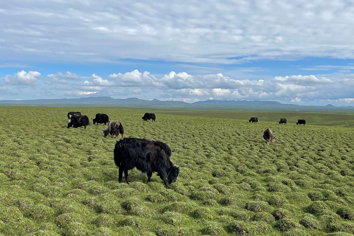 Grassland in Gansu is an ideal destination to cool down in summer