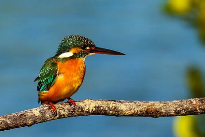 Top 5 bird-watching spots in Sanya