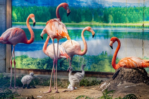 In Heilongjiang, flamingo babies thriving