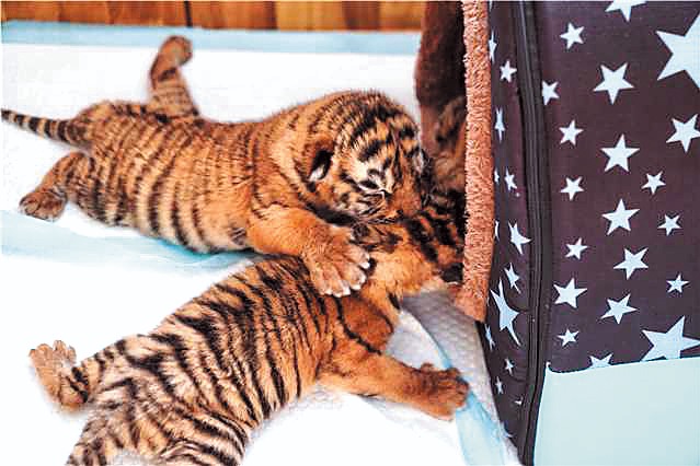 Tiger cub births safeguard population growth