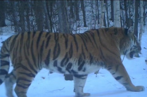 Wild Siberian tiger images captured in NE China